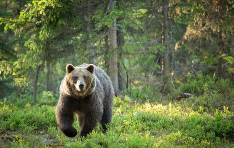 Ours : vous reprendrez bien du poil de la bête ? Etat des lieux sur les ours dans le monde. France Culture | Biodiversité | Scoop.it