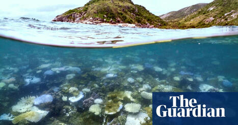 ‘Most of it was dead’: scientists discover one of Great Barrier Reef’s worst coral bleaching events | Great Barrier Reef | The Guardian | Remotely Piloted Systems | Scoop.it