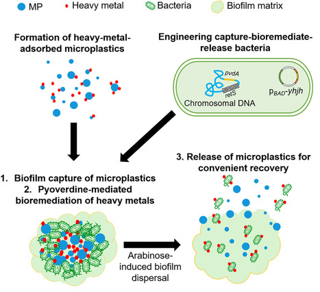 Engineering a capture&ndash;bioremediate&ndash;release microbial biofilm for simultaneous bioremediation of microplastics and adsorbed heavy metals | tin | RMH | Scoop.it
