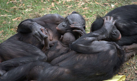Book Talk: Of apes and atheists - is empathy evolution? | Empathy Movement Magazine | Scoop.it