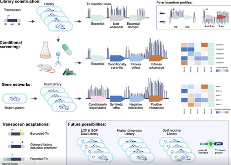 Applications of transposon-insertion sequencing for understanding bacterial physiology | msc | RMH | Scoop.it