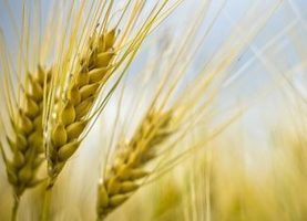 Tunisie-céréales : Une manne tombée du ciel ! | STRATEGIES | Scoop.it