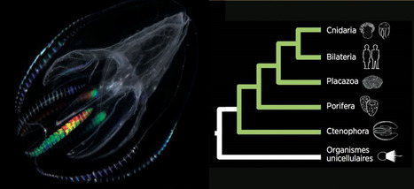 The Genome of the Ctenophore Mnemiopsis leidyi and Its Implications for Cell Type Evolution | Genetics - GEG Tech top picks | Scoop.it