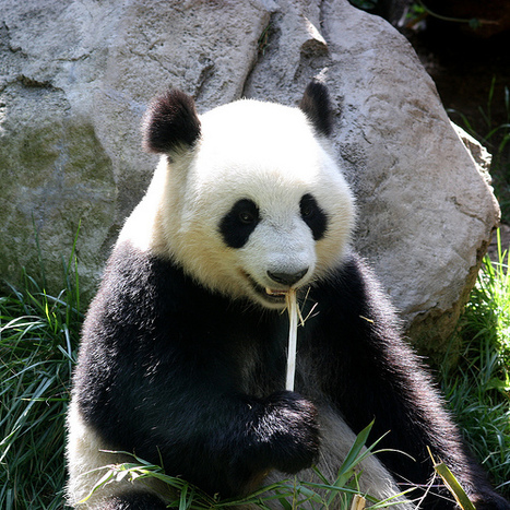 The Panda Vaccine: How To Protect Your Website Content From Future Panda Updates | Google Penalty World | Scoop.it