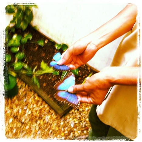 "Take Me on a Cayo Adventure." | Cayo Scoop!  The Ecology of Cayo Culture | Scoop.it