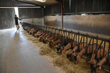 Faire face à la hausse des charges en élevage caprin | Actualité Bétail | Scoop.it