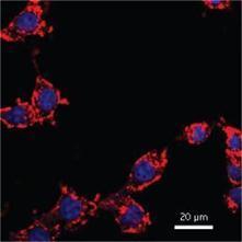 Fluorescent dyes with aggregation-induced emission provide new probes for ... - Phys.Org | Immunopathology & Immunotherapy | Scoop.it