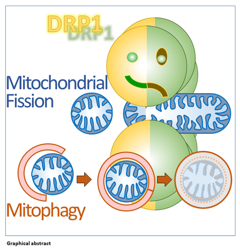 The strange case of Drp1 in autophagy: Jekyll and Hyde? | I2BC Paris-Saclay | Scoop.it