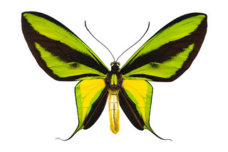 label-butterflies, un projet de sciences citoyennes | Variétés entomologiques | Scoop.it