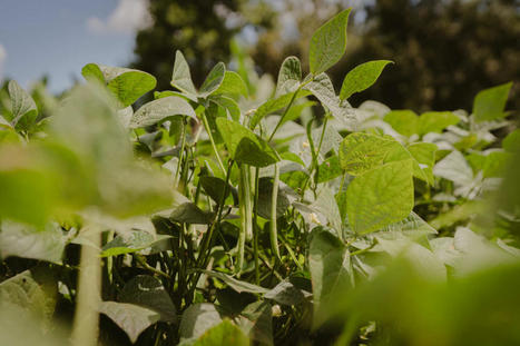 Le « Far West » des pesticides au Kenya, où les fruits et légumes sont très exposés, sauf quand ils sont exportés | Questions de développement ... | Scoop.it