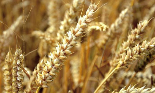 EGYPT’ agriculture scientists at Atomic Energy Authority produces new strain of wheat resistant to salinity, water scarcity