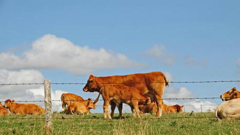 La France va interdire l'importation de viande issue d'élevages utilisant des antibiotiques de croissance | Actualité Bétail | Scoop.it