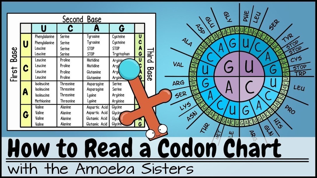 How to Read a Codon Chart I Amoeba Sister...
