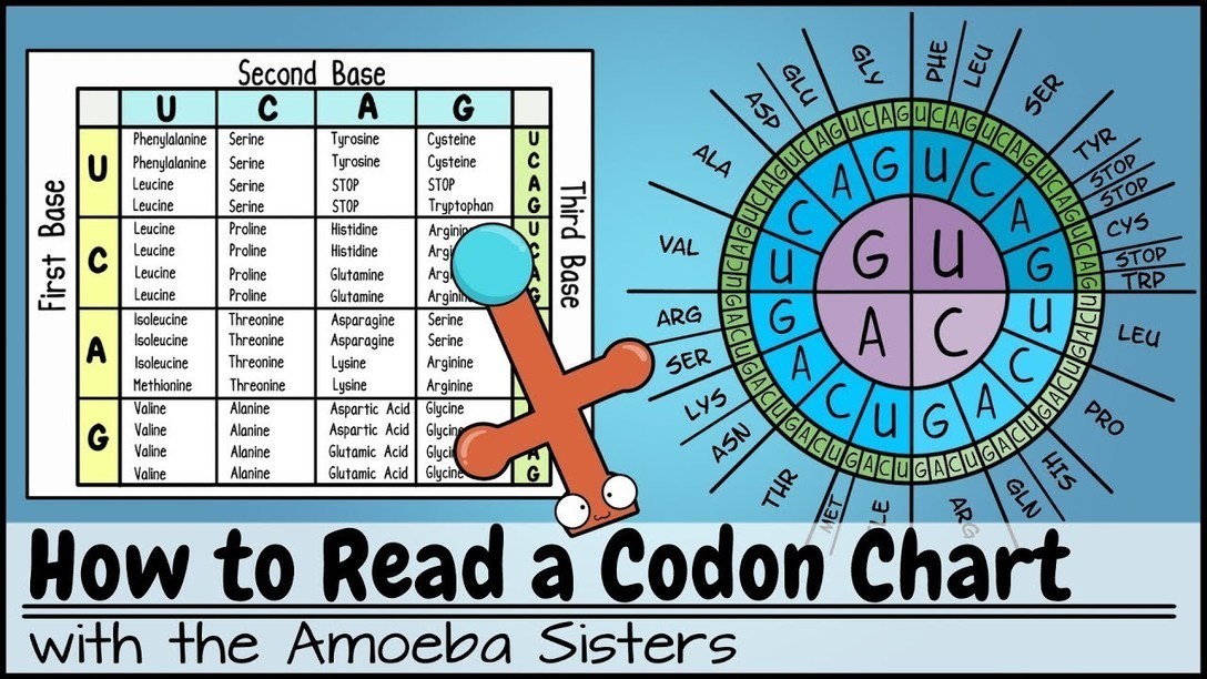 amoeba sisters dna vs rna worksheet