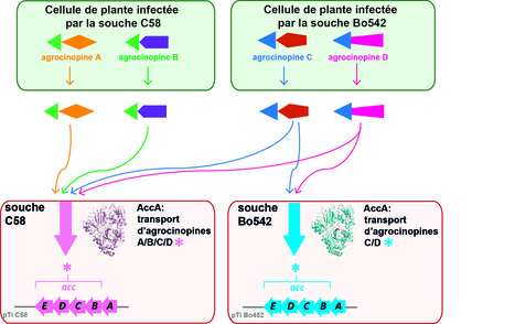 Un site de liaison au ligand hautement conservé chez les transporteurs AccA d'antibiotique et de régulateurs du quorum-sensing chez le pathogène Agrobacterium conduit à une spécificité différente | Life Sciences Université Paris-Saclay | Scoop.it