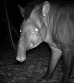 Préserver la biodiversité des mammifères est désormais une urgence | Biodiversité - @ZEHUB on Twitter | Scoop.it