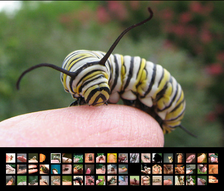 Une belle collection de doigts | EntomoScience | Scoop.it