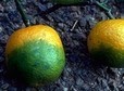 California extends quarantine to stop spread of citrus greening | L'ECHO DEMETER | Scoop.it