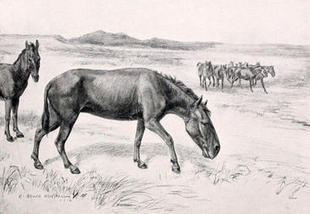 El análisis de isótopos estables permite conocer la dieta y el hábitat de los mamíferos sudamericanos del cuaternario / Noticias / SINC - Servicio de Información y Noticias Científicas | Mi Cajón de Ideas | Scoop.it