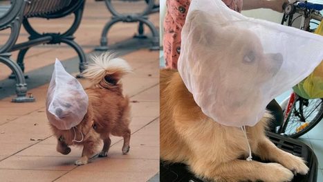 Here's why this adorable tiny dog was spotted with a bag over its head in Singapore - Culture | Soup for thought | Scoop.it