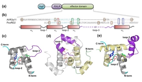 JBC: Structures of Phytophthora RXLR effector proteins: a conserved but adaptable fold underpins functional diversity | Publications | Scoop.it