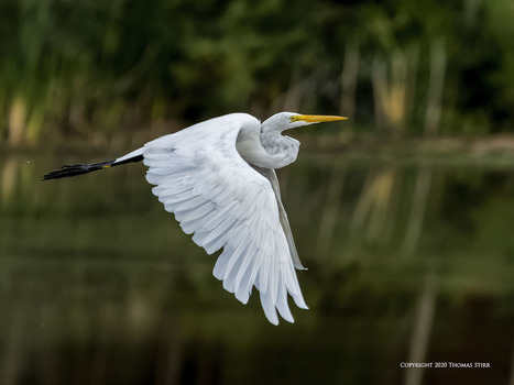 Early Morning Egret | Mirrorless Cameras | Scoop.it
