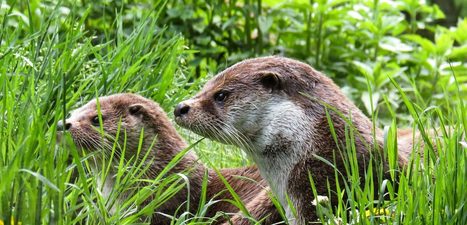 40 ans de protection de la nature : succès et défis de la préservation des espèces | Biodiversité | Scoop.it