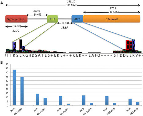 BMC Genomics: Genome analyses of the sunflower pathogen Plasmopara halstedii provide insights into effector evolution in downy mildews and Phytophthora (2015) | Plant Pathogenomics | Scoop.it
