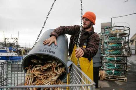 Commercial Dungeness crab season under way in the Bay Area | Coastal Restoration | Scoop.it