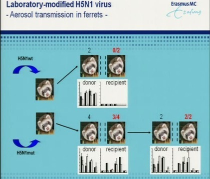 Influenza H5N1 is not lethal in ferrets after airborne transmission | Virology News | Scoop.it