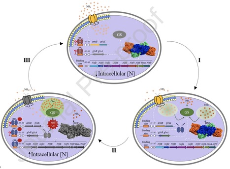 Genetics and regulation of nitrogen fixation in...