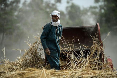 EGYPT to stop exporting wheat and other staples for three months | MED-Amin network | Scoop.it