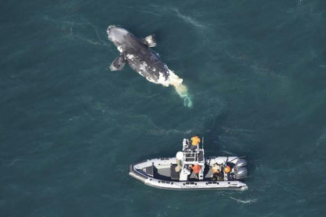Climate change and boat strikes are killing right whales. Stricter speed limits could help them | by Emily Jones, Grist | WBUR News | WBUR.org | @The Convergence of ICT, the Environment, Climate Change, EV Transportation & Distributed Renewable Energy | Scoop.it