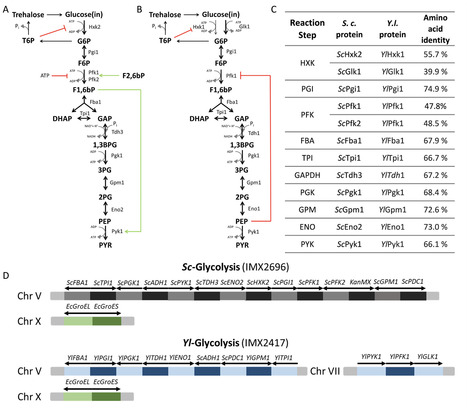 Synergistic regulatory mechanisms in glycolysis revealed by pathway transplantation | mBio | RMH | Scoop.it