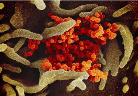 Coronavirus : un battement d’aile de chauve-souris… | EntomoNews | Scoop.it