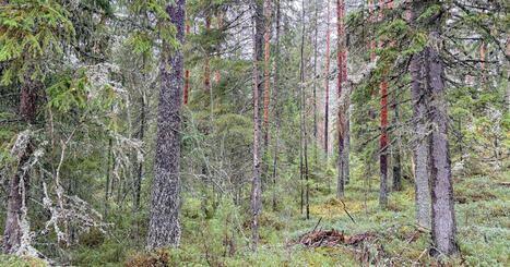 Karstulassa suojellaan pysyv&auml;sti uusi mets&auml;alue | Keski-Suomi | Yle | A1Uutiset | Scoop.it