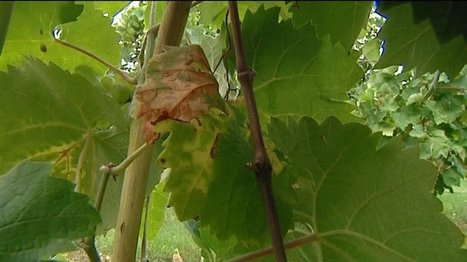 Vigne - La flavescence dorée a fait son apparition dans le sud Ardèche | Variétés entomologiques | Scoop.it