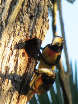 Awesome Aracaris at Lower Dover | Cayo Scoop!  The Ecology of Cayo Culture | Scoop.it