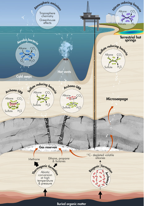 Anaerobic oxidation of short-chain volatile alkanes | Tin | RMH | Scoop.it