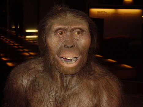 Lucy died 3.18 million years ago by falling from a tree | Amazing Science | Scoop.it