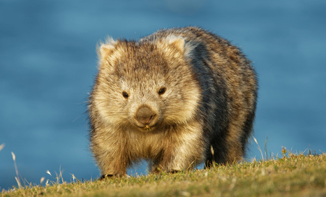 Mystery solved: this is how wombats do cube-shaped poo | Strange days indeed... | Scoop.it