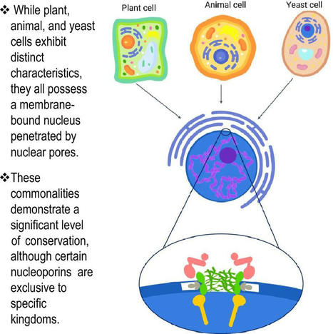 Original Pape in The Nucleus &bull; Germain Lab 2023 &bull; Architecture and composition of plant nucleopore complexes, comparisons with putative homologs across kingdoms&nbsp; | Originals | Scoop.it