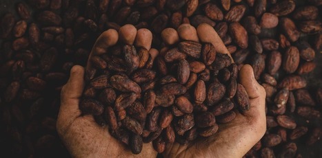 L’un des meilleurs cacaos au monde menacé par des teneurs élevées en cadmium | Toxique, soyons vigilant ! | Scoop.it