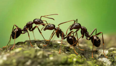 [France Inter] Comment les fourmis font-elles pour se d&eacute;placer alors qu'elles n'ont pas de muscles&nbsp;? | Les laboratoires du CNRS Occitanie Ouest dans la presse | Scoop.it
