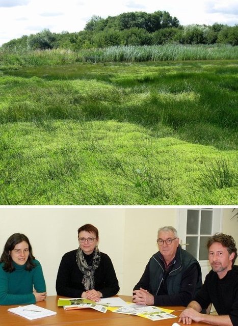 La crassule de Helms, cette plante invasive menace le cours de la Seulles | Biodiversité | Scoop.it