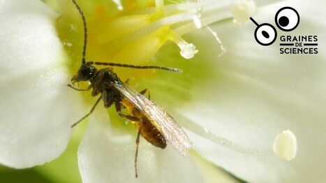 Les insectes en chute libre. Une rencontre Graines de sciences Auditorium Simone Veil Bruz | Vari&eacute;t&eacute;s entomologiques | Scoop.it