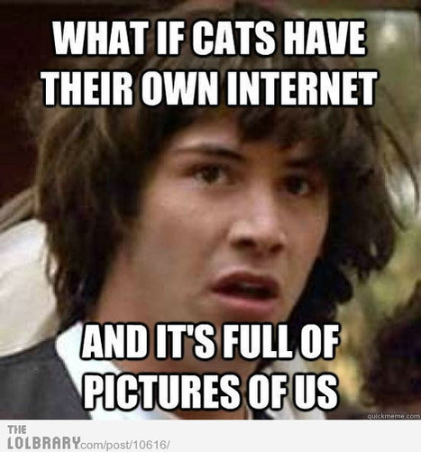 What If Cats Have Their Own Internet? | Communications Major | Scoop.it