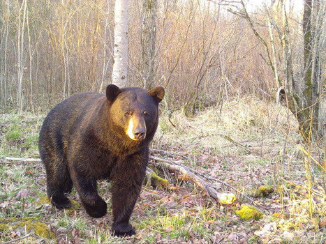 Wisconsin residents encouraged to “be bear aware” this spring | Industry 411 - Waste Management | Scoop.it