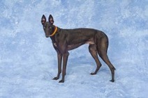 Atascocita Henri wins PBKC Puppy Stakes | Greyhound Racing | Scoop.it