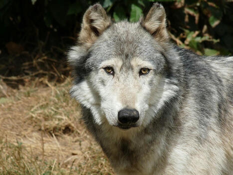 Loire-Atlantique : une cellule de veille sur le loup mise en place - Actu.fr | Agriculture en Pays de la Loire | Scoop.it